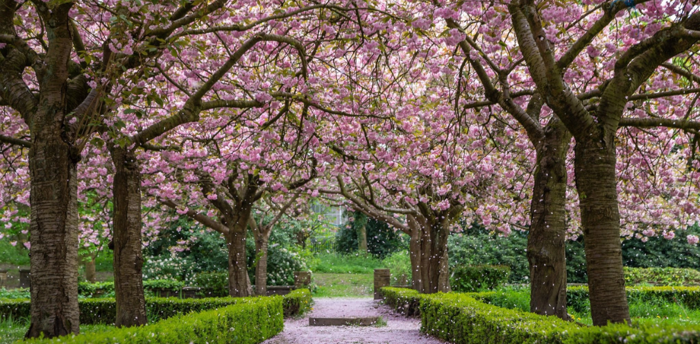 Cherry Blossom Festival | Bolling Hall